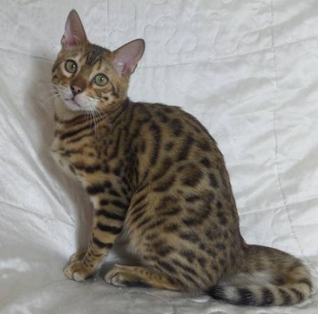 Female Bengal kitten for re