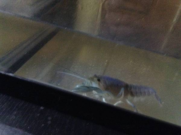 Female Blue Crayfish w 10 gal tank 10 (Bellevue, NE)