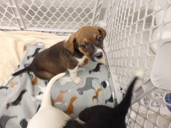 female blue heeler mix puppies (Chesterfield, MO)