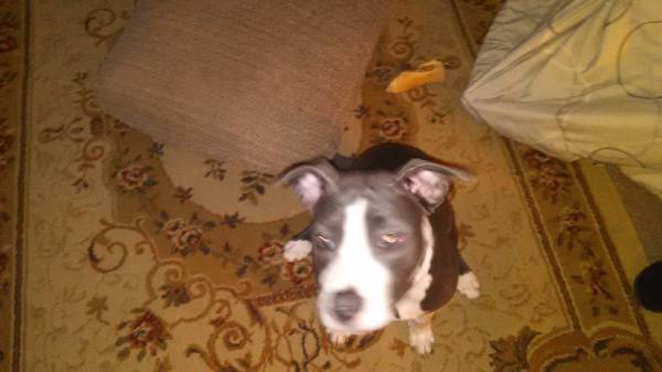 female bluewhite pitbull 6months (Brooklyn)