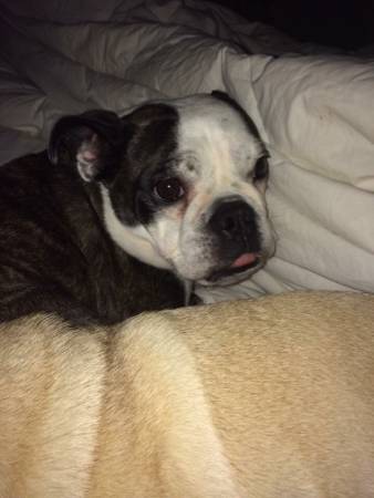 Female Boston Terrier English bulldog mix (Dallas)