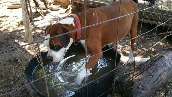 Female Boxer Needs Home (Decatur)