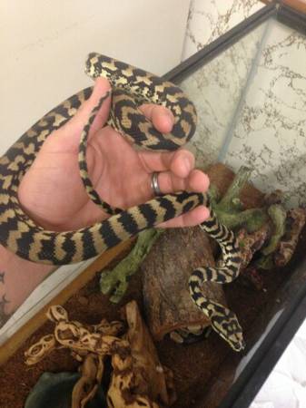 female carpet python (50 need gone today)