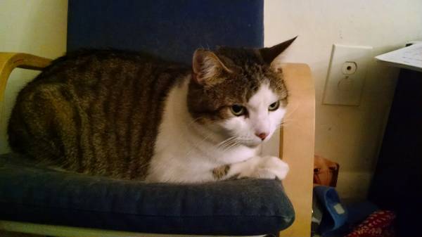 female cat (claymont)