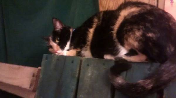 Female Cat (Doniphan)