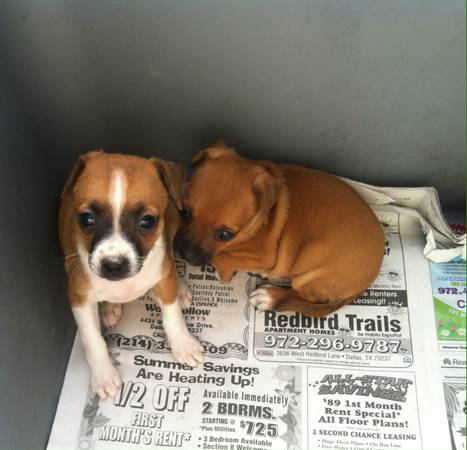 Female Chihuahua puppies (red oak)