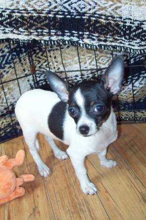 female chihuahua puppy