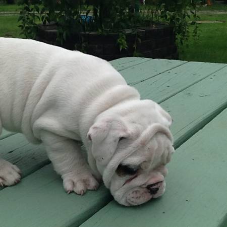 Female English Bulldog puppy (North Liberty)