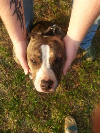 pit puppy needs loving home