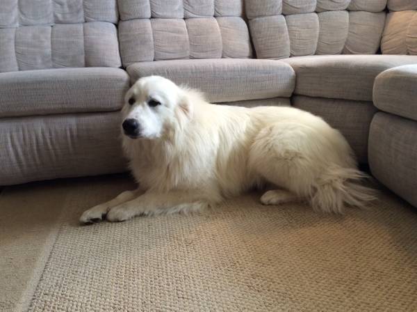 Female Great Pyrenees (Wheatland)