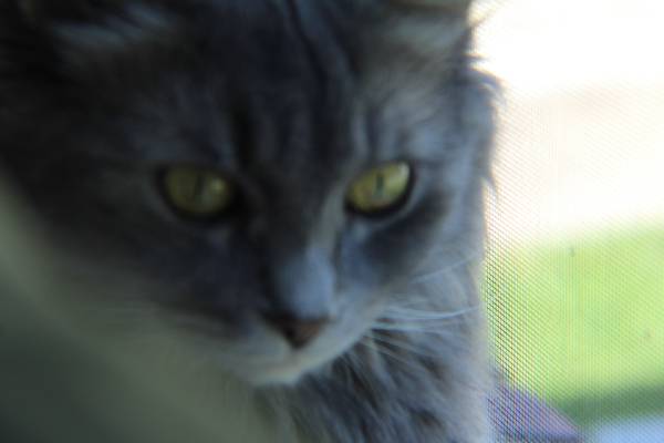 Female Grey Cat (Cleveland)