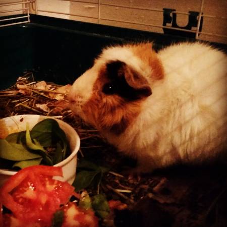 Female Guinea Pig for rehoming (French Quarter)