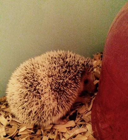 Female Hedgehog 1 12 yrs (Lake St. Louis (Hwy 40 amp N))