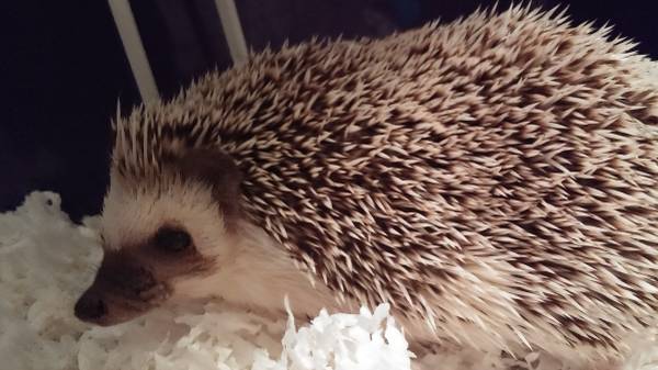 Female hedgehog 6 months old (NKY)