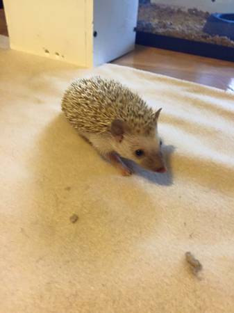 female hedgehog (cecil county)