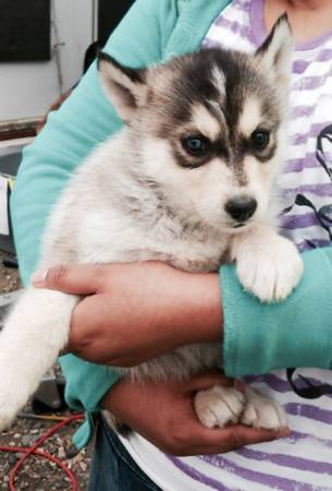 Female husky puppy (Auburn)