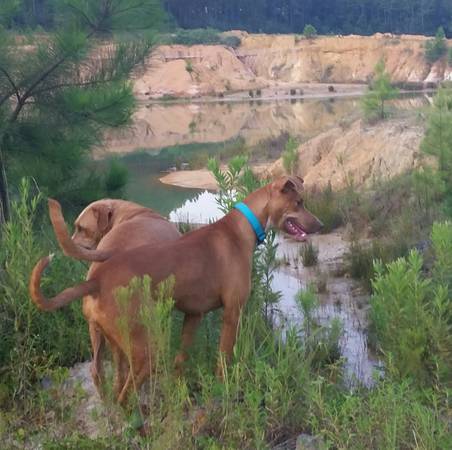 Female Mixed Breed Dog (Vancleave)