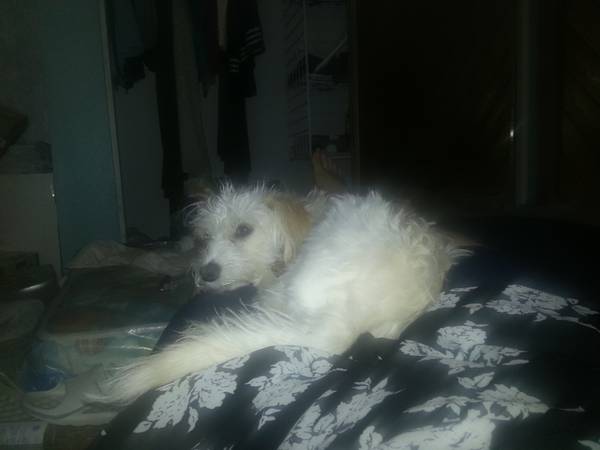 female morkie 6month old (nampa)