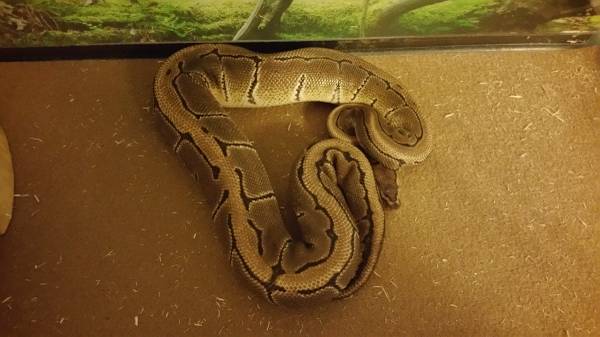 Female Pinstripe Ball Python (Mentor)