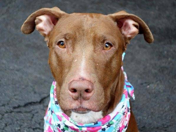 FEMALE PIT MIX LIVED WITH A CAT amp KIDS NEEDSFOSTERADOPTER (501 c3 rescue)