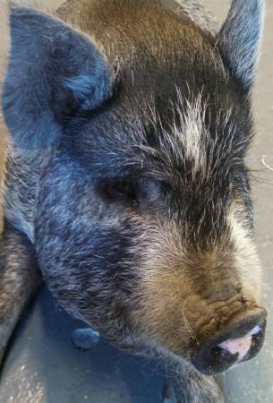Female Pot Bellied Pig (Martinsville)