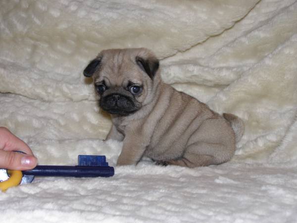 Female Pug Puppy For Sale