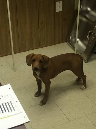 Female Puppy found in Elgin  Leslie Branham Rd