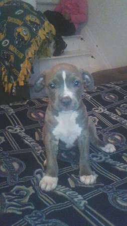 female puppy (milwaukee)