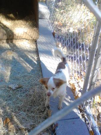 Female Red Merle and white chihuahua (possibly can meet in opelika,Lagrange,)
