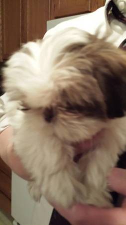 Female Shih Tzu (Gillett)