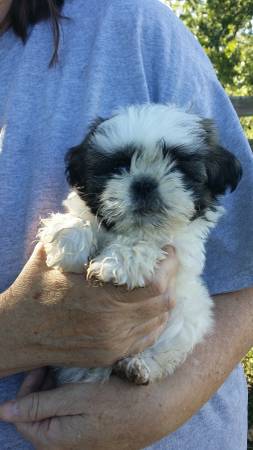 FEMALE SHIH TZU PUPPY (THOMPSONS STATION TN)