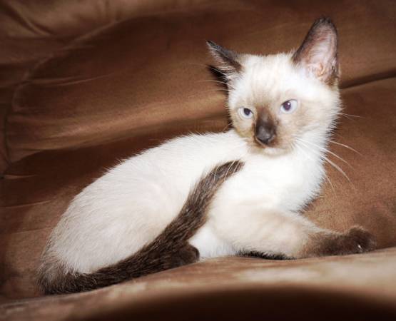 female siamese kitten 10 weeks old (Arlington Fremont Ne area)