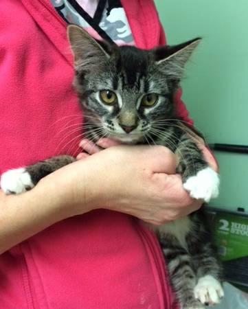 Female tabby kitten, 3 months (Carley) (Warwick, RI)