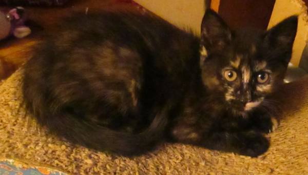 female tortoiseshell and calico kitten (rindgewinchendon)