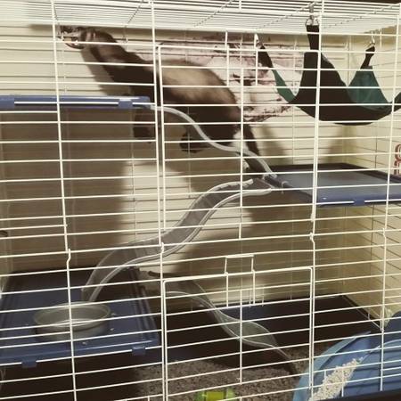 Ferret and cage (South Jordan)
