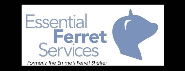 Ferret found in Emmett (Nampa)