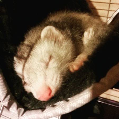 ferret kit cage and all (richmond)