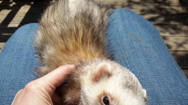 Ferret Nation cage and 2 Ferrets (Westport)