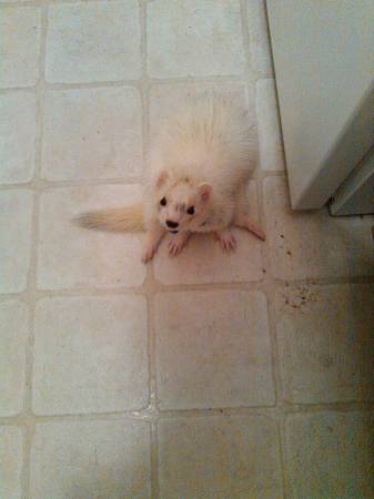 Ferret Rescue