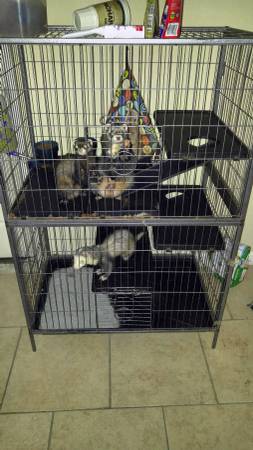 Ferrets (Gulfport)