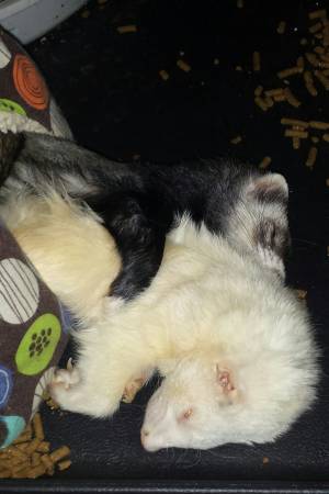 Ferrets with critter nation cage (Willowick)