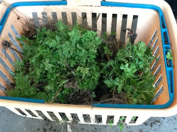 Feverfew plants (Franklin)