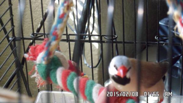 Finches, Shanktail (male) bonded pair (sheridan)