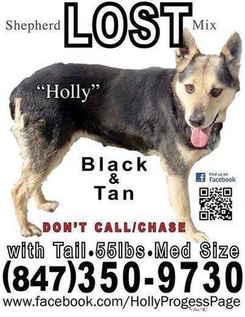 FIND HOLLY  LOST GERMAN SHEPHERD MIX (NORTHSHORE SUBURBS CHICAGO ANYWHERE)