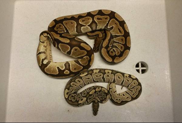 Fire Ghost M. 100 het for Ghost F. Ball Python (CNJ)