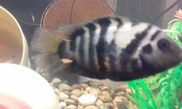 Fish Cichlid (Lancaster)
