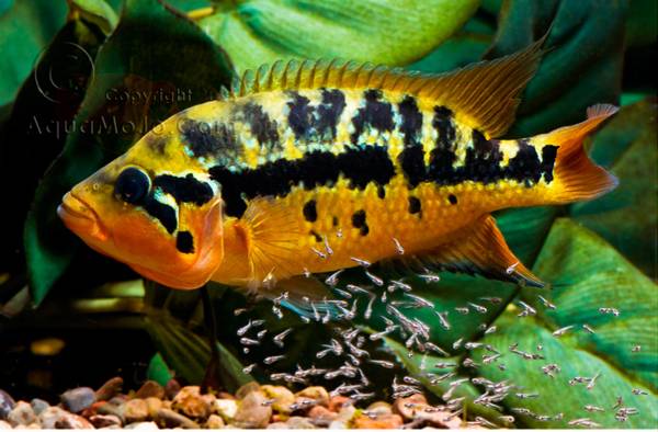 Fish tanks cichlids ... Piranha caribe (St. Clair shores)
