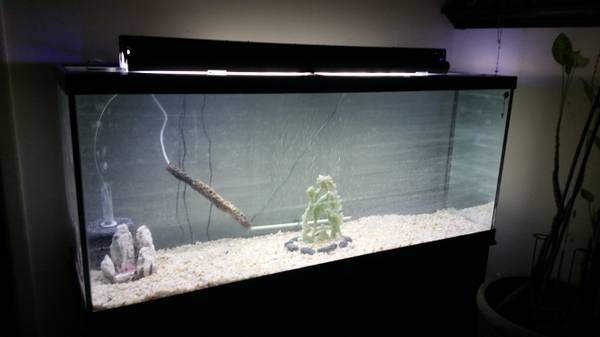 Fish Tanks (Glen Burnie)