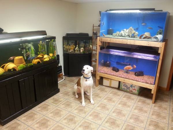 Fishtanks amp Fish (Warren)