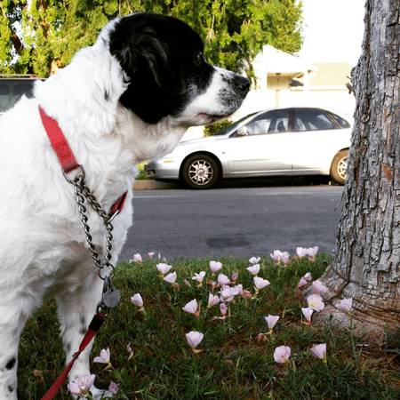 For Pup Sake Dog Walking amp Pet sitting (West Los Angeles  Venice)